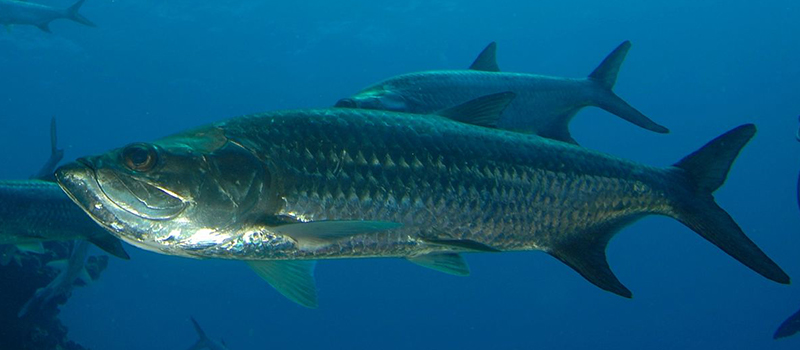 Cancun Fishing
