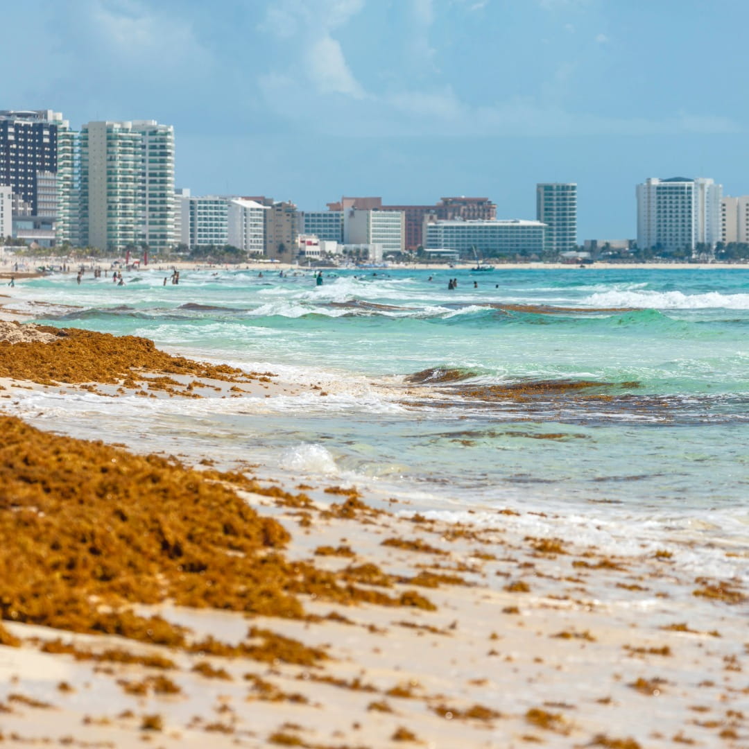 Sargassum in Cancun: What It Means for Your Fishing Trip