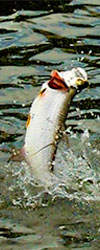 Cancun Fishing Seasons