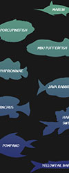 Cancun Fishing Species