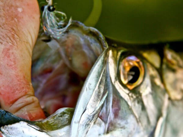 Cancun Tarpon Fishing