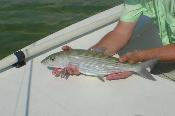 Cancun bonefish