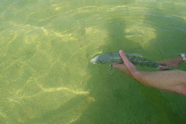 Cancun bonefish