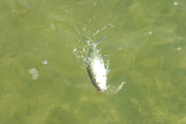 Cancun bonefish