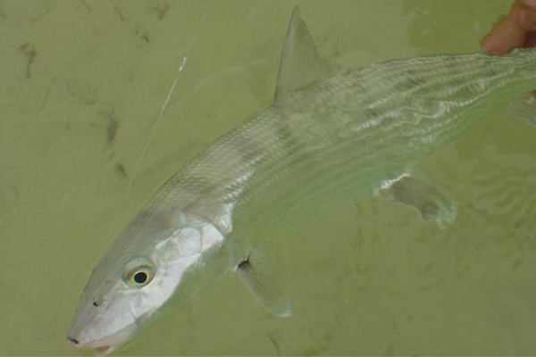 Cancun bonefish