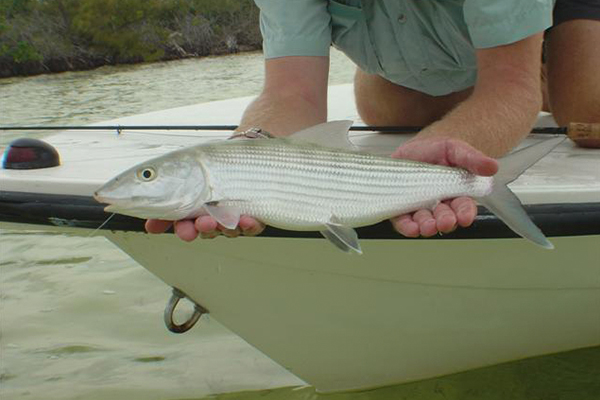 Cancun bonefish