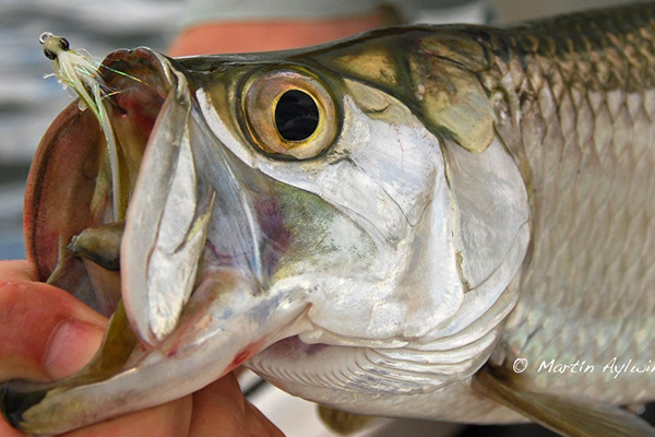 Cancun fishing