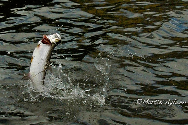 Cancun fishing