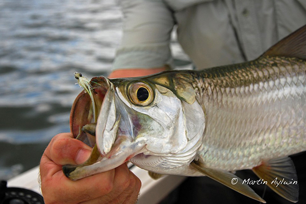 Cancun fishing