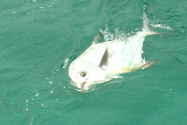 Cancun fishing permit