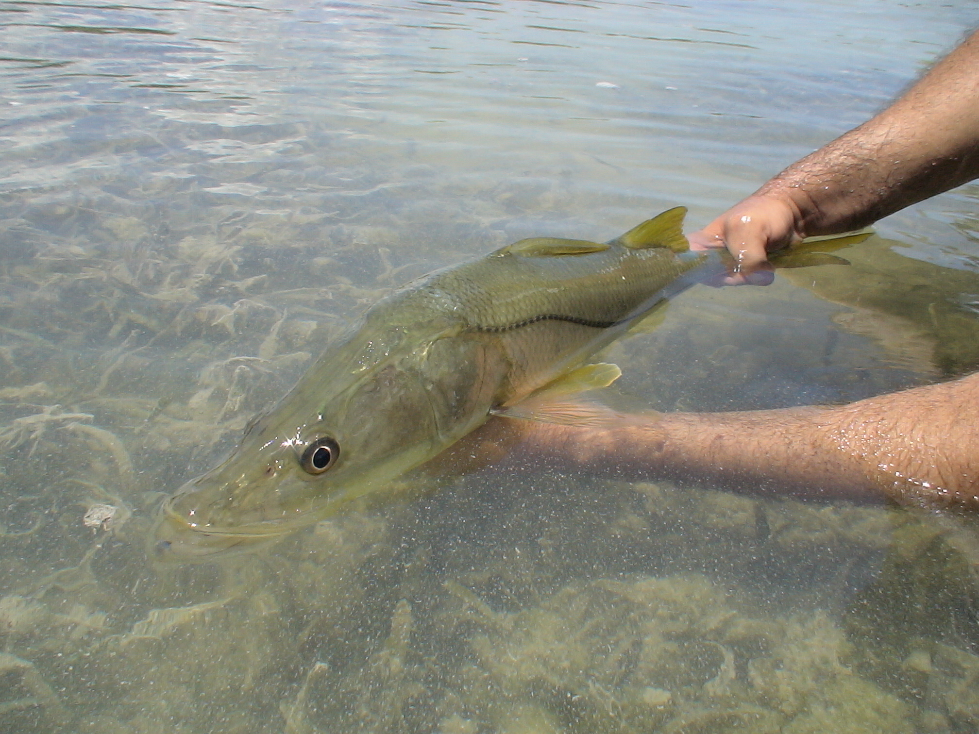 Cancun snook