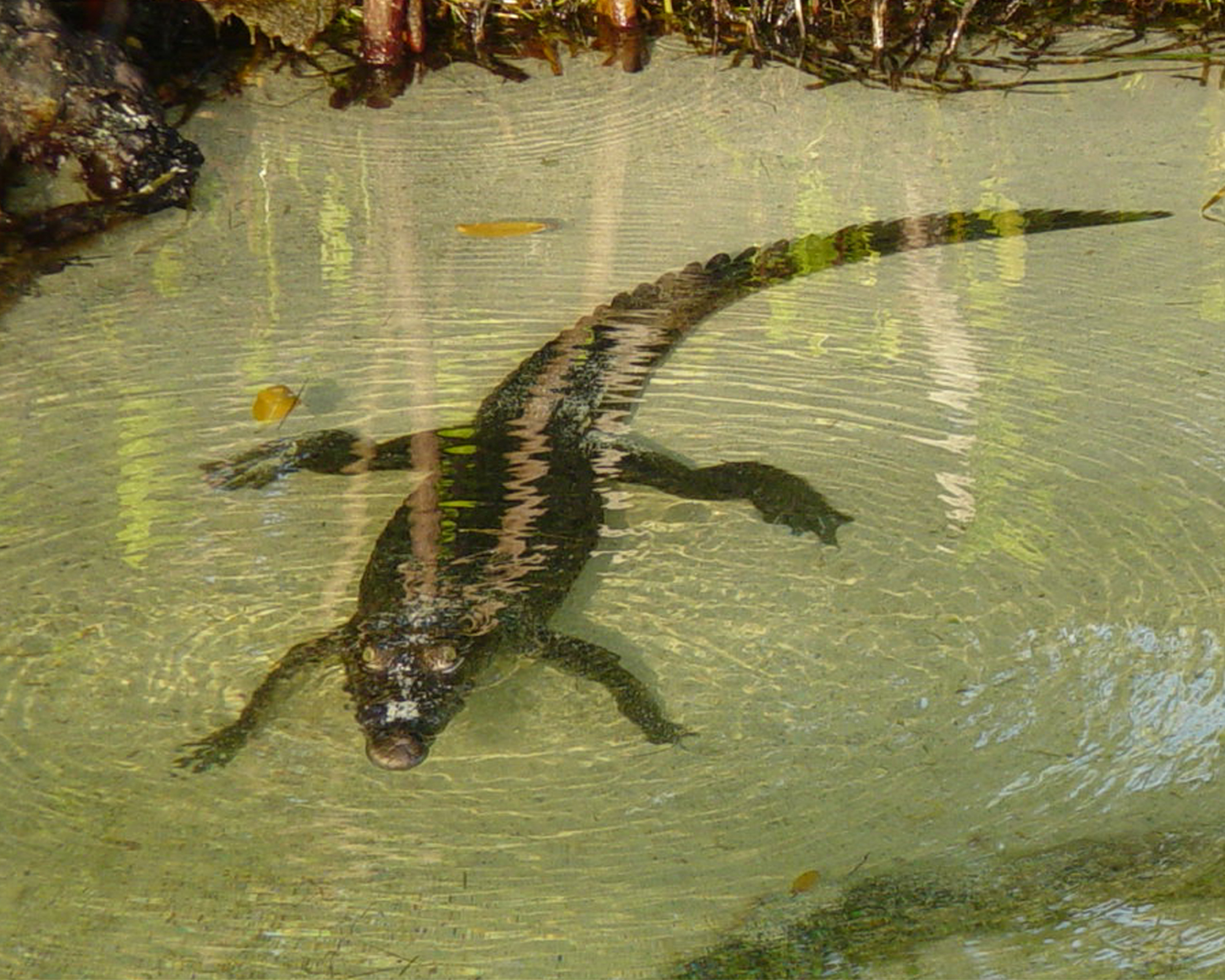 cancun fishing species