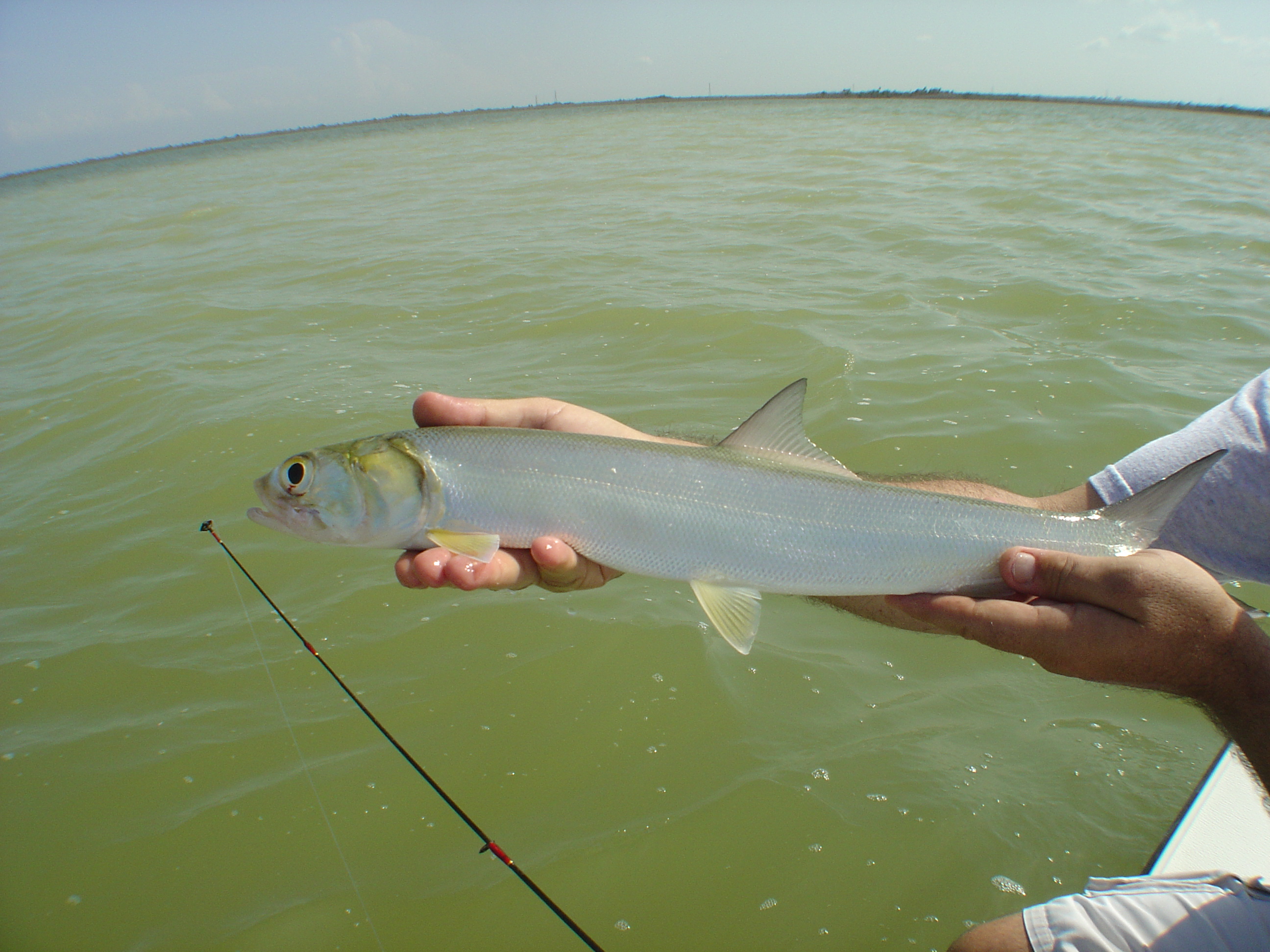 cancun fishing species