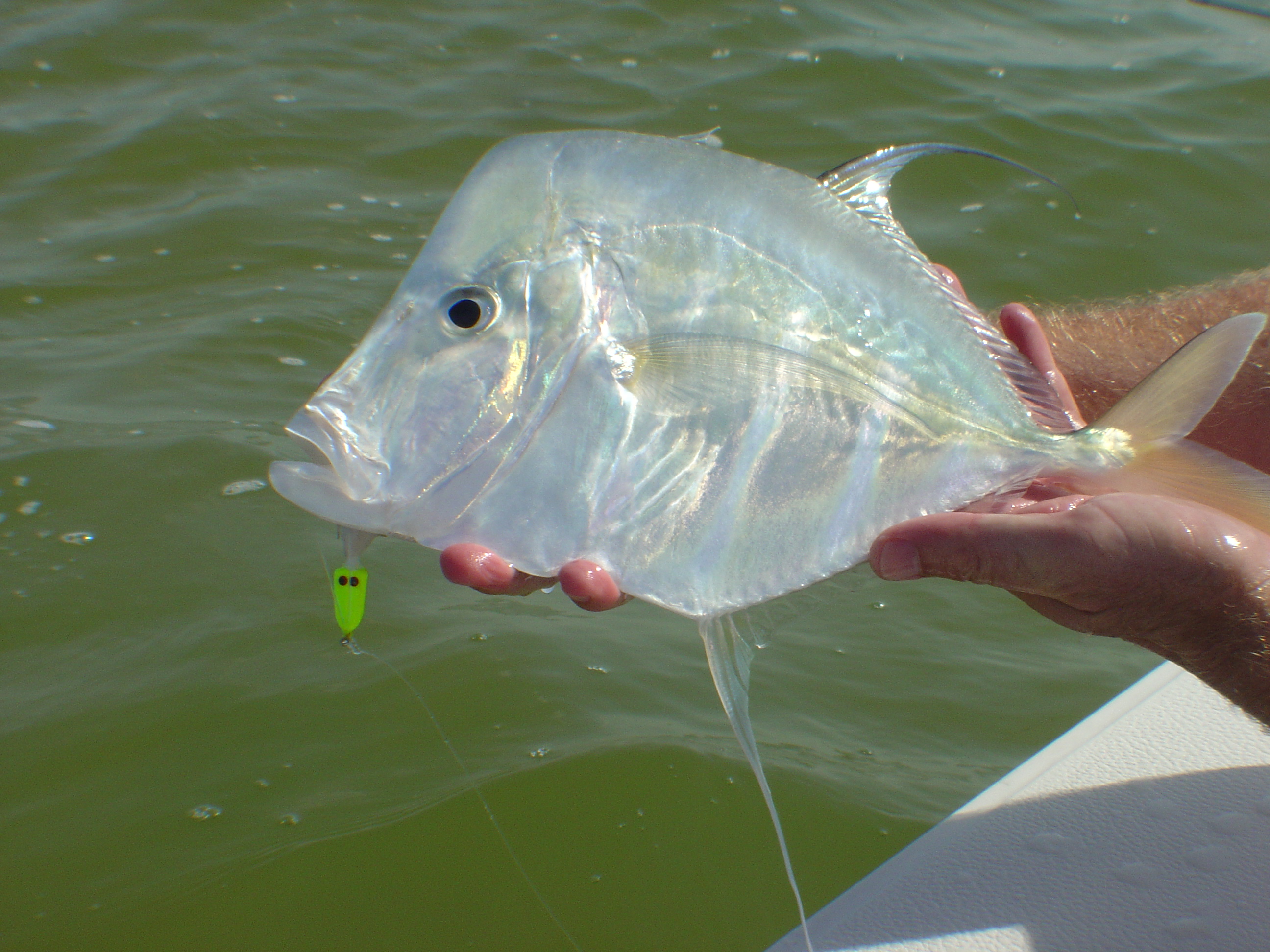 cancun fishing species