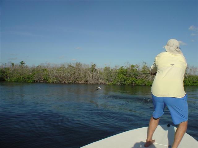 Cancun tarpon