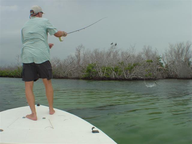 Cancun tarpon