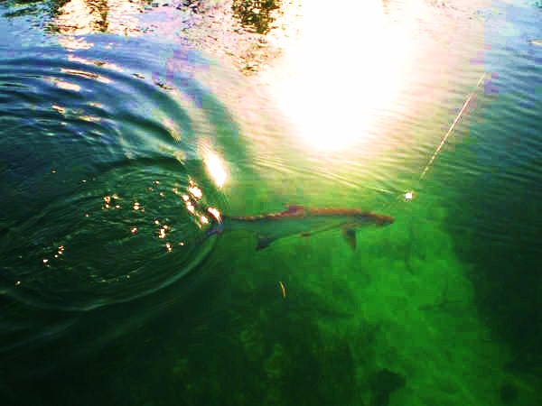 Cancun tarpon