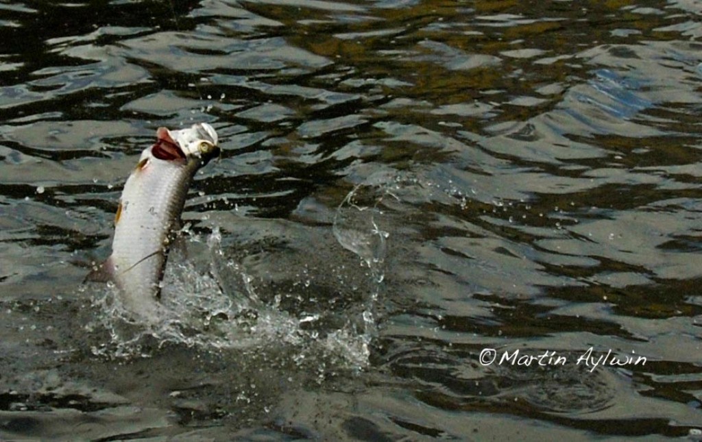 Cancun tarpon