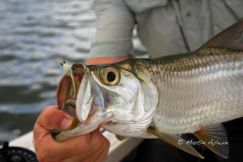 Cancun tarpon