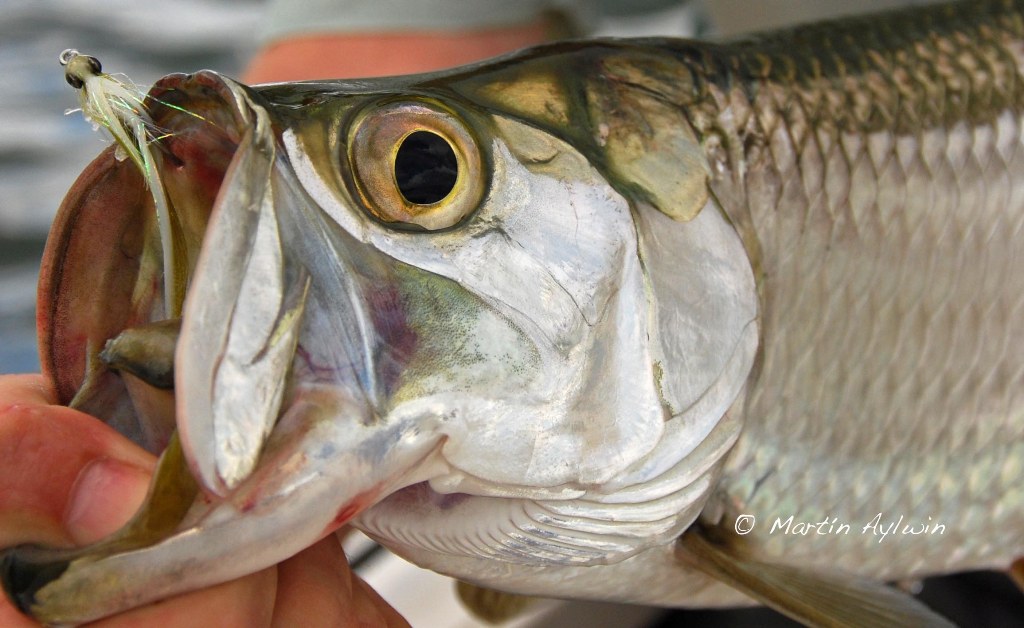 Cancun tarpon