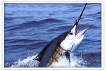 Sailfish Cancun